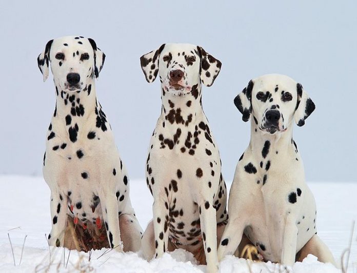 Dalmatian, dog breed, quiz