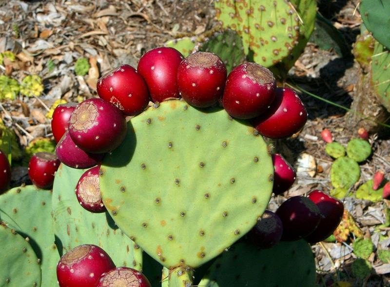 Prickly pear-Barbary fig-opuntia ficus-indica-cactus fruit